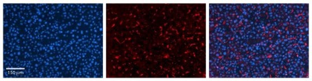 Immunohistochemistry: GPAA1 Antibody [NBP1-62435] - Human Liver Tissue Observed Staining: Cytoplasm in sinusoids of liver Primary Antibody Concentration: 1 : 100 Secondary Antibody: Donkey anti-Rabbit-Cy3 Secondary Antibody Concentration: 1 : 200 Magnification: 20X Exposure Time: 0.5 - 2.0 sec.