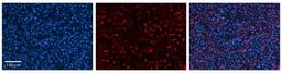 Immunohistochemistry: GPAA1 Antibody [NBP1-62435] - Human Liver Tissue Observed Staining: Cytoplasm in sinusoids of liver Primary Antibody Concentration: 1 : 100 Secondary Antibody: Donkey anti-Rabbit-Cy3 Secondary Antibody Concentration: 1 : 200 Magnification: 20X Exposure Time: 0.5 - 2.0 sec.