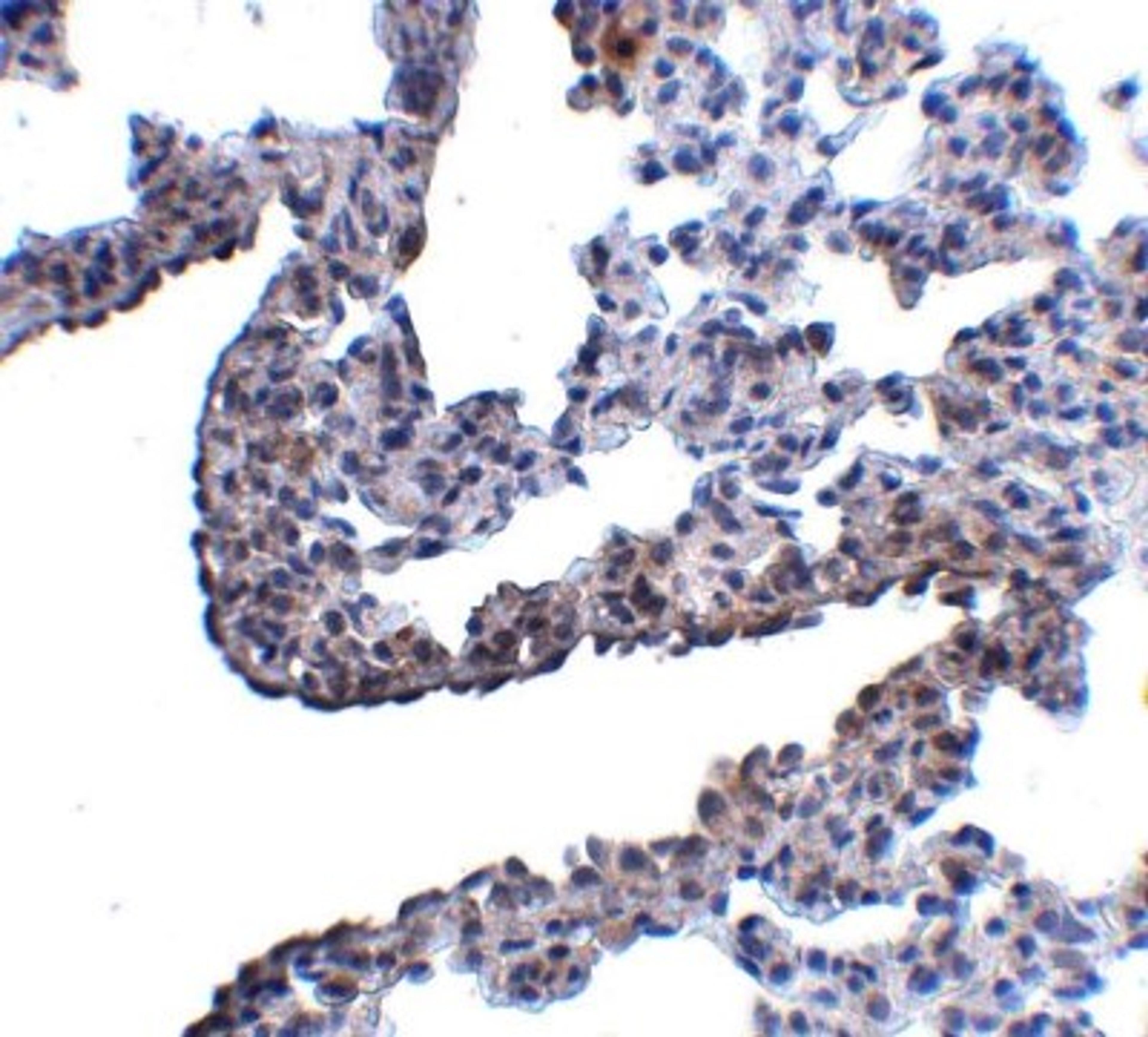 Immunohistochemistry-Paraffin: Protocadherin-12 Antibody [NBP1-77002] - Rat lung tissue with Protocadherin 12 antibody at 5 ug/ml.