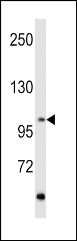 Western blot analysis of hRET-G28 in MCF7 cell line lysates (35ug/lane)