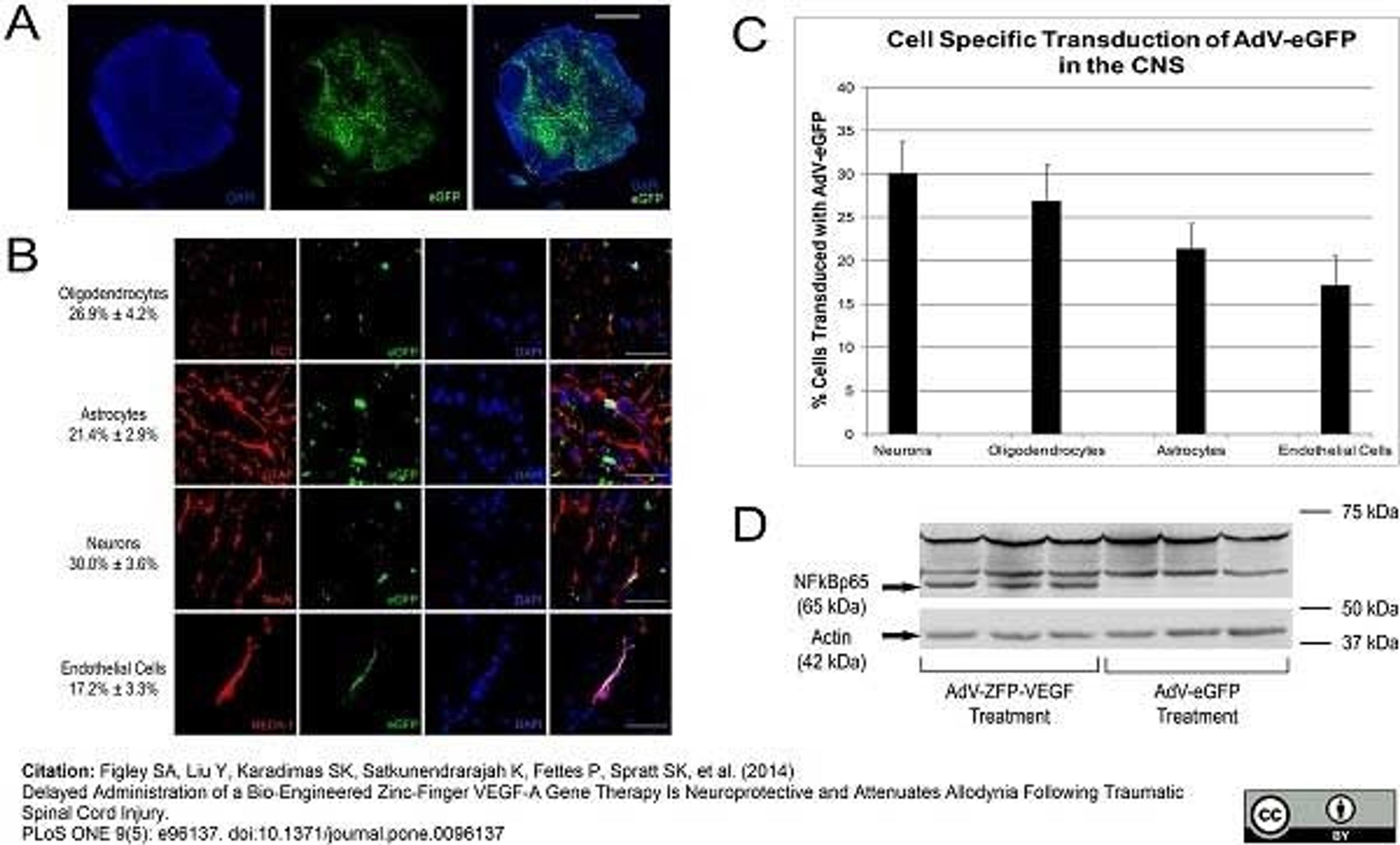 Mouse anti Rat RECA-1  used for the detection of RECA-1 expressing cells by immunofluorescence.