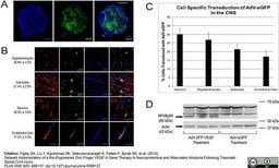 Mouse anti Rat RECA-1 used for the detection of RECA-1 expressing cells by immunofluorescence.