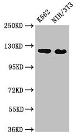 Western Blot. Positive WB detected in: K562 whole cell lysate, NIH/3T3 whole cell lysate. All lanes: XPO1 antibody at 3µg/ml. Secondary. Goat polyclonal to rabbit IgG at 1/50000 dilution. Predicted band size: 124 kDa. Observed band size: 124 kDa