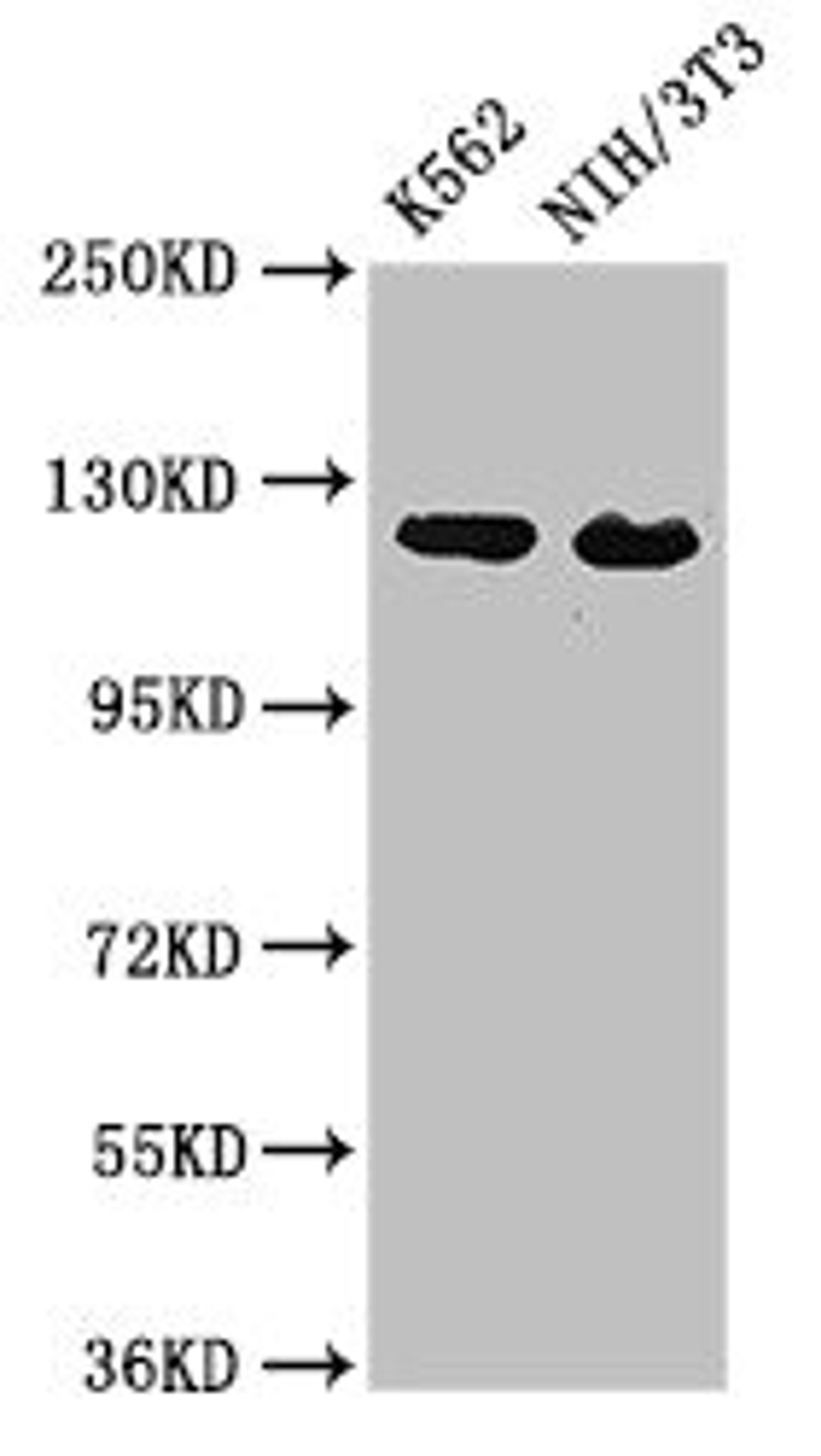 Western Blot. Positive WB detected in: K562 whole cell lysate, NIH/3T3 whole cell lysate. All lanes: XPO1 antibody at 3µg/ml. Secondary. Goat polyclonal to rabbit IgG at 1/50000 dilution. Predicted band size: 124 kDa. Observed band size: 124 kDa