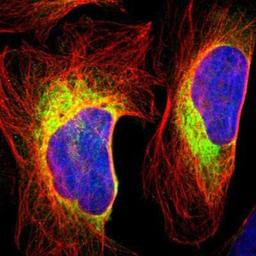 Immunofluorescence: RRBP1 Antibody [NBP1-83957] - Staining of human cell line U-2 OS shows positivity in endoplasmic reticulum.