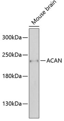 Western blot - ACAN antibody (A12045)