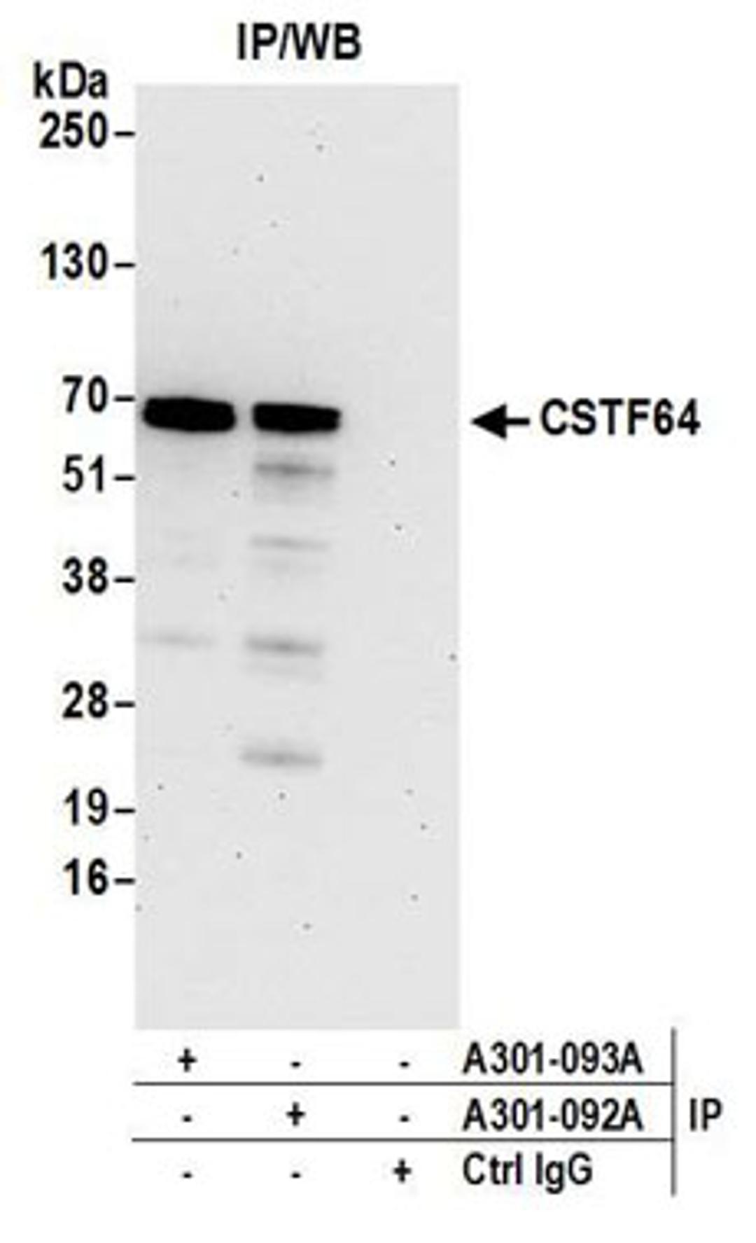 Detection of human CSTF64 by western blot of immunoprecipitates.