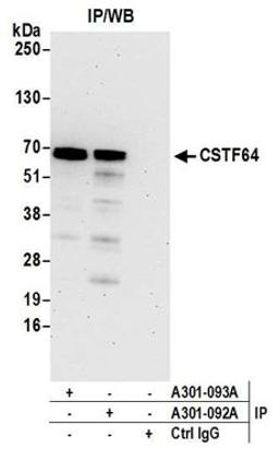 Detection of human CSTF64 by western blot of immunoprecipitates.