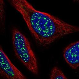 Immunocytochemistry/Immunofluorescence: HSPC014 Antibody [NBP1-90734] - Staining of human cell line U-2 OS shows positivity in nuclei but not nucleoli.