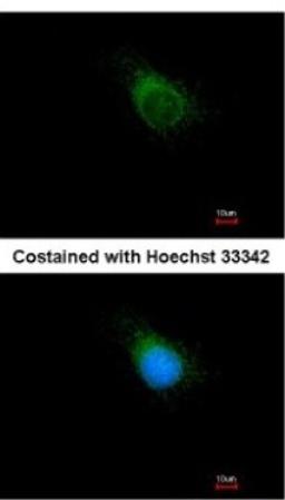 Immunocytochemistry/Immunofluorescence: APPBP2 Antibody [NBP2-15432] - Analysis of methanol-fixed HeLa, using antibody at 1:100 dilution.