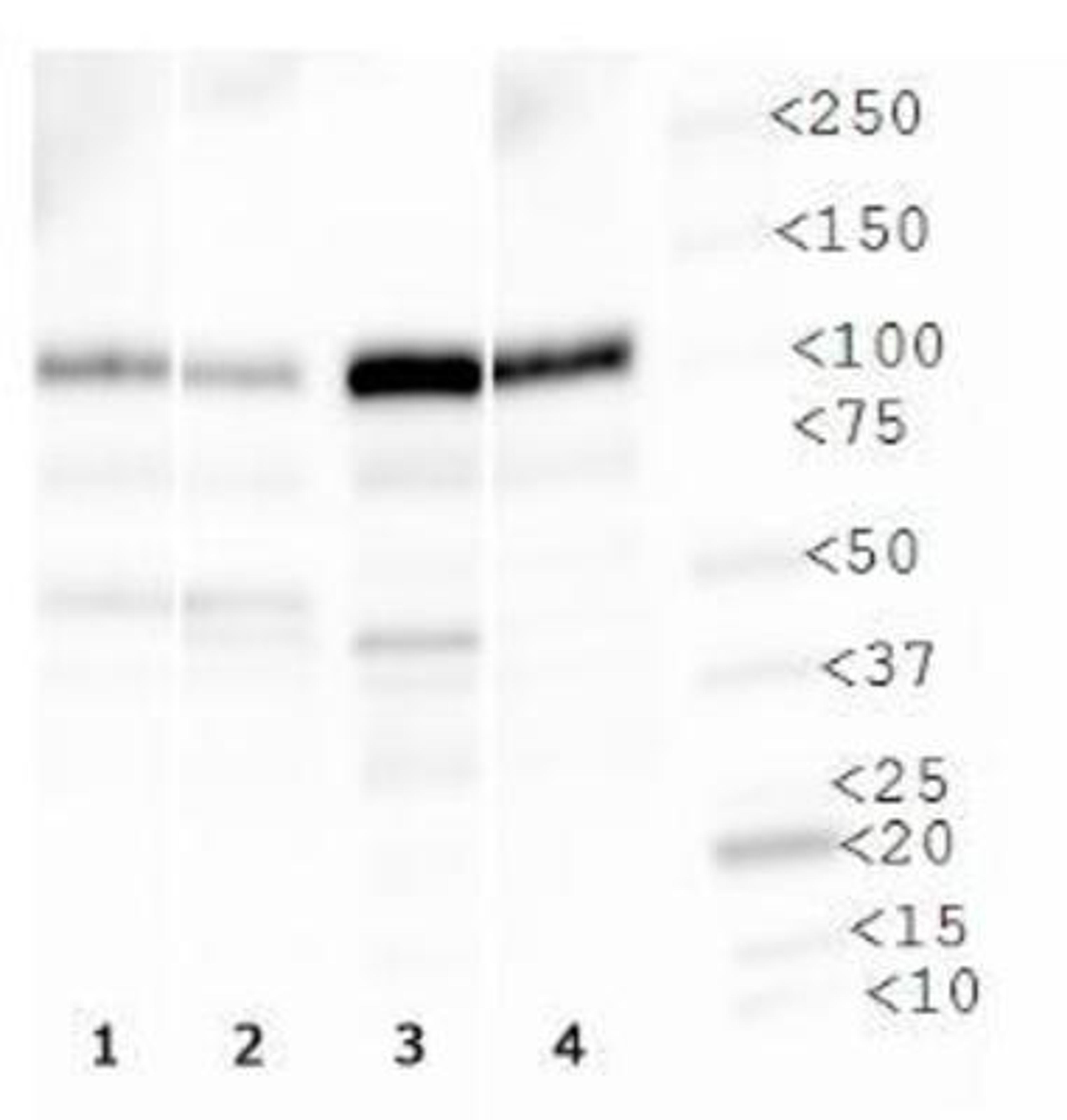 Western Blot: TRPV1 Antibody [NBP1-97417] - WB analysis of TRPV1 in 1. Ntera2 cell lysate, 2. HepG2 cell lysate, 3. MCF7 cell lysate and 4. Cos7 cell lysate.