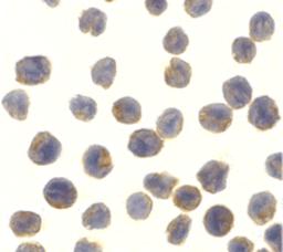 Immunocytochemistry of NAK in MOLT4 cells with NAK antibody at 10 μg/mL.