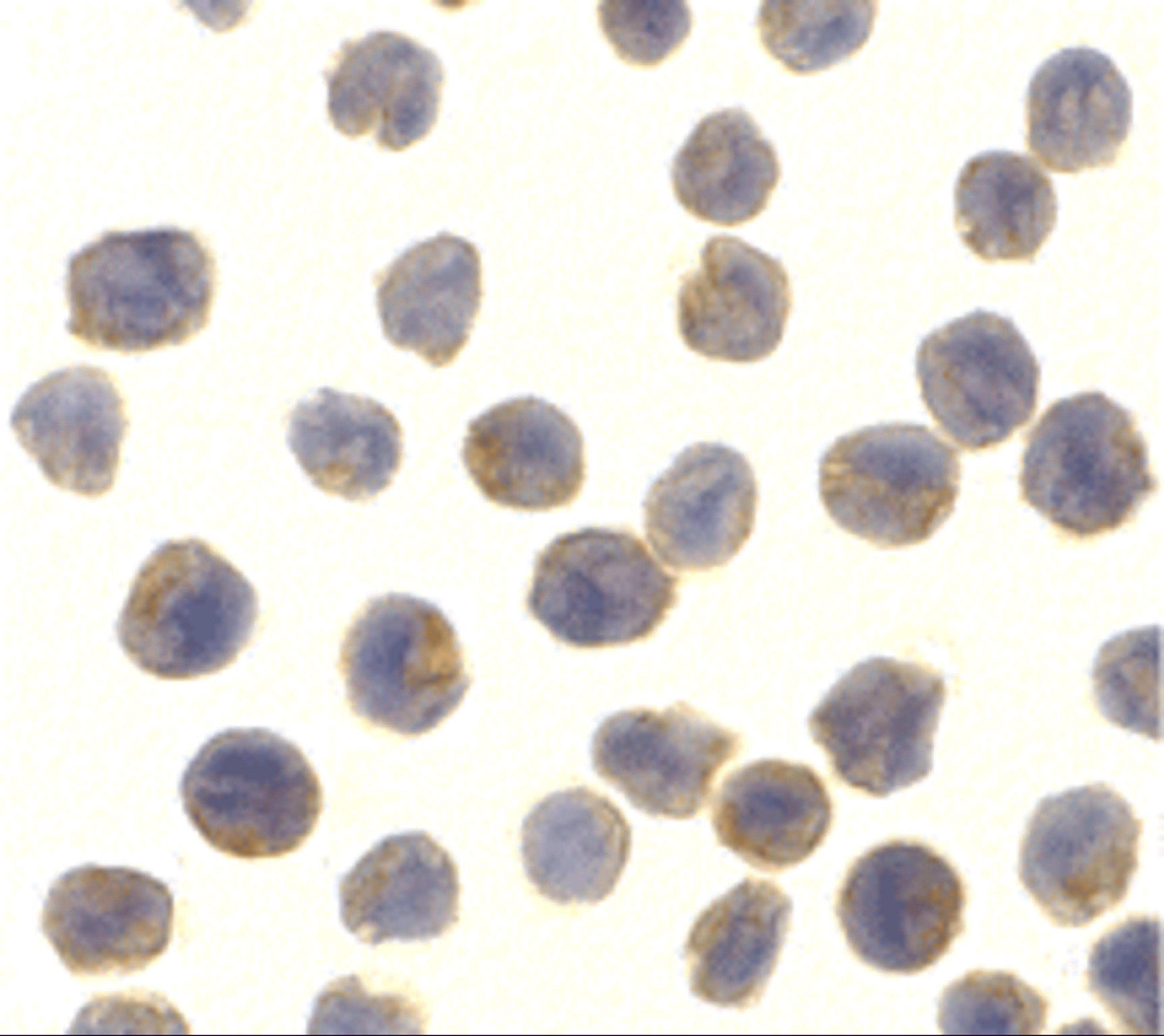 Immunocytochemistry of NAK in MOLT4 cells with NAK antibody at 10 μg/mL.