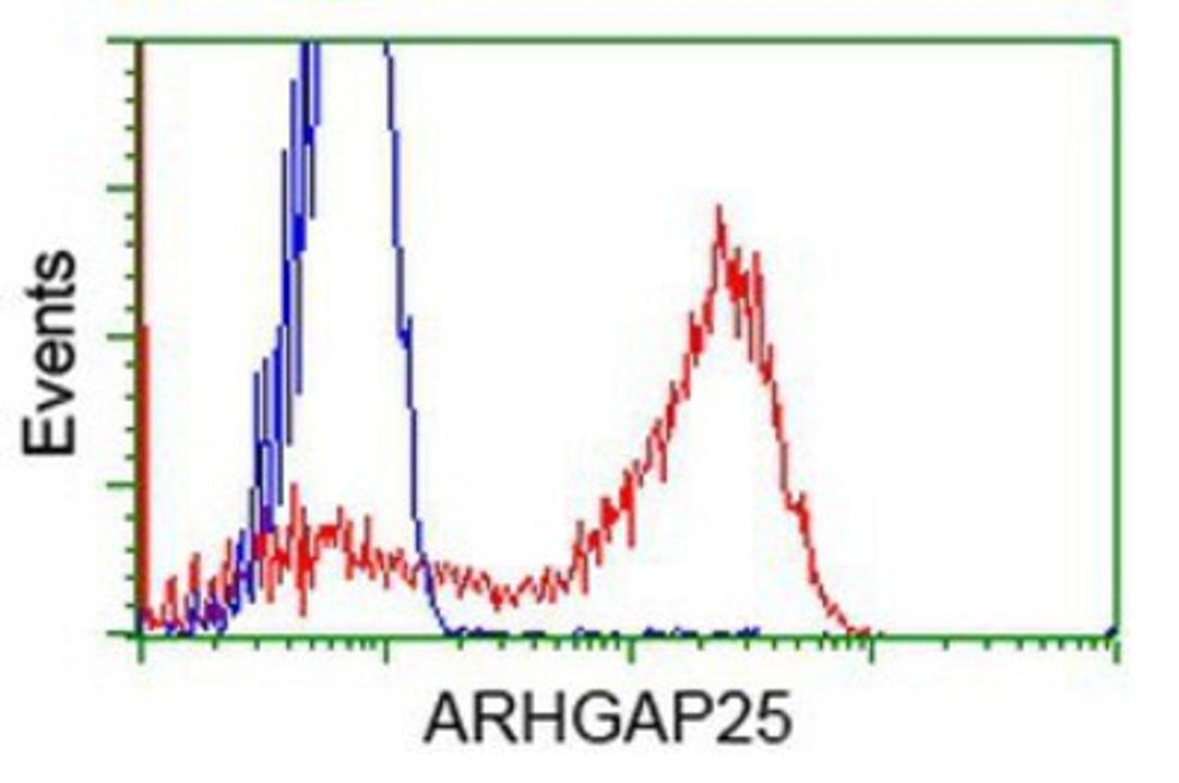 Flow Cytometry: ARHGAP25 Antibody (2D5) [NBP2-03024] - HEK293T cells transfected with either overexpression plasmid (Red) or empty vector control plasmid (Blue) were immunostained by anti-ARHGAP25 antibody, and then analyzed by flow cytometry.