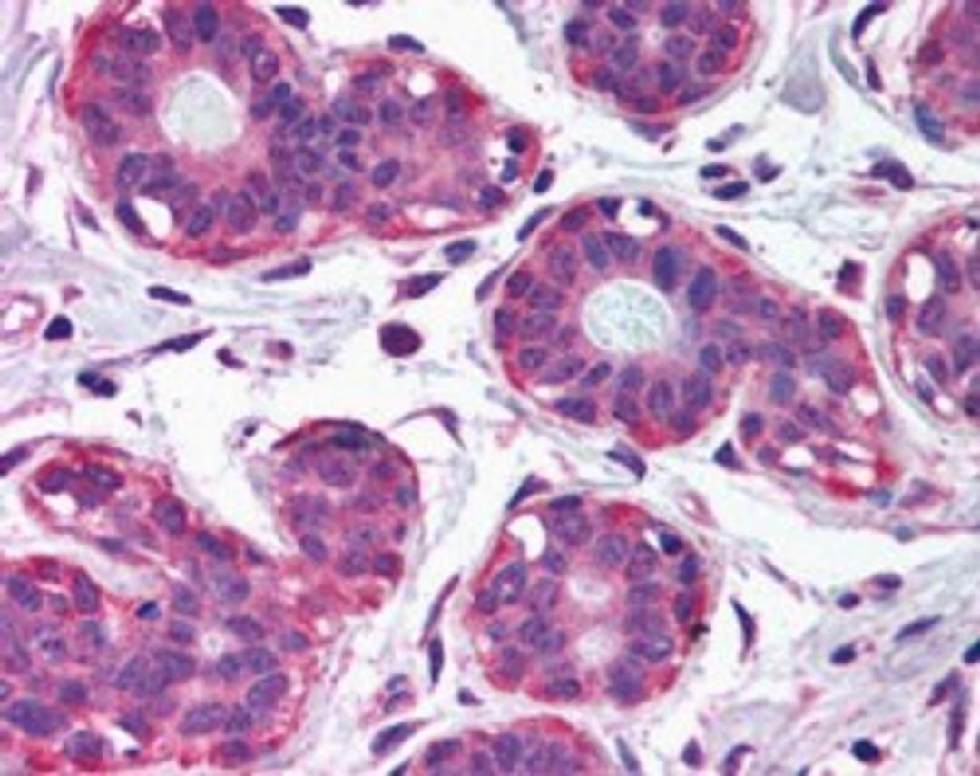 45-948 (2.5ug/ml) staining of paraffin embedded Human Breast. Steamed antigen retrieval with citrate buffer pH 6, AP-staining.