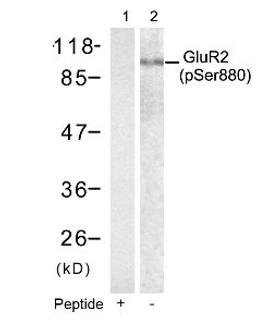 Western blot analysis of lysed extracts from mouse brain tissue using Glutamate receptor 2 (Precursor) (phospho-Ser880).