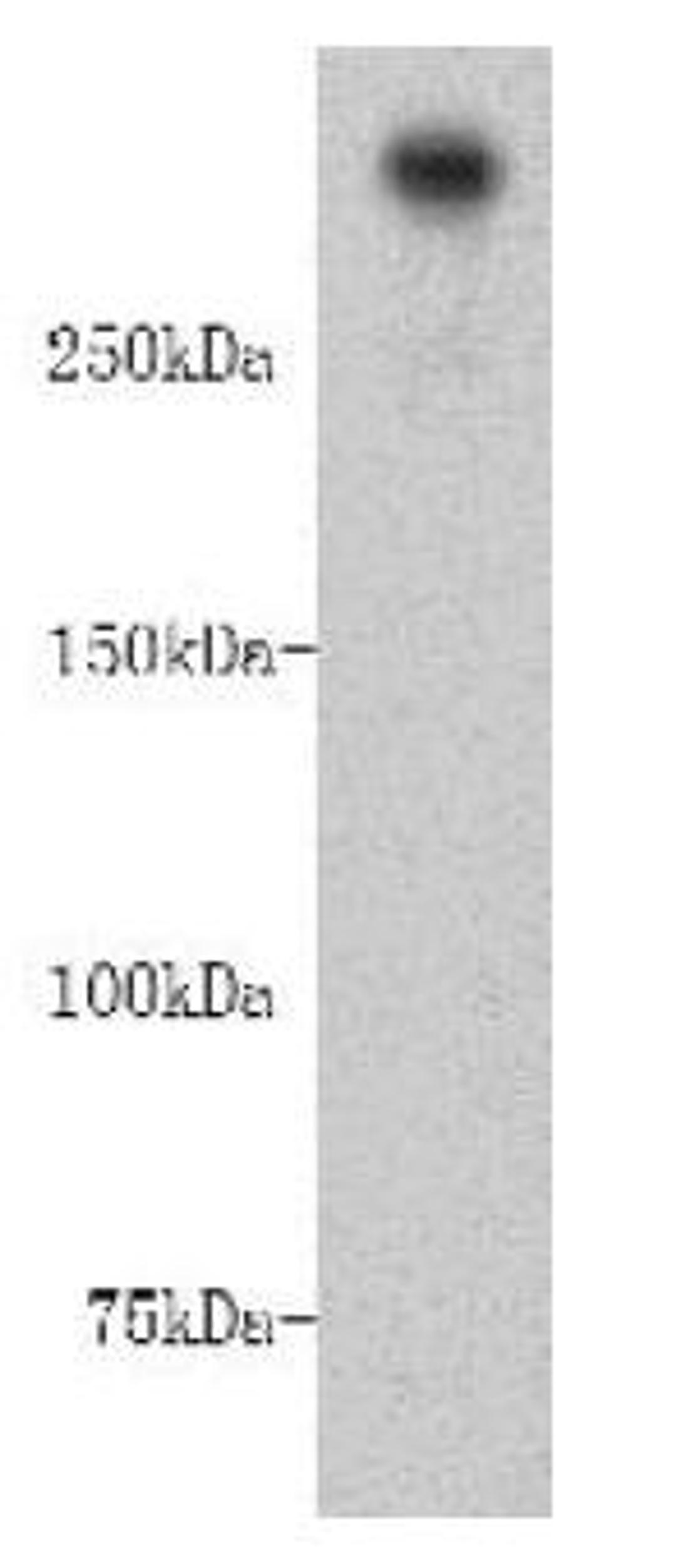 Western blot analysis of HepG2 cell lysates using DNA-PKcs antibody