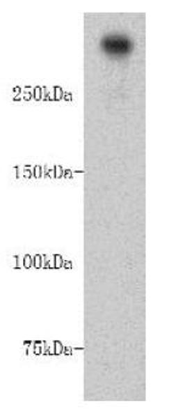 Western blot analysis of HepG2 cell lysates using DNA-PKcs antibody