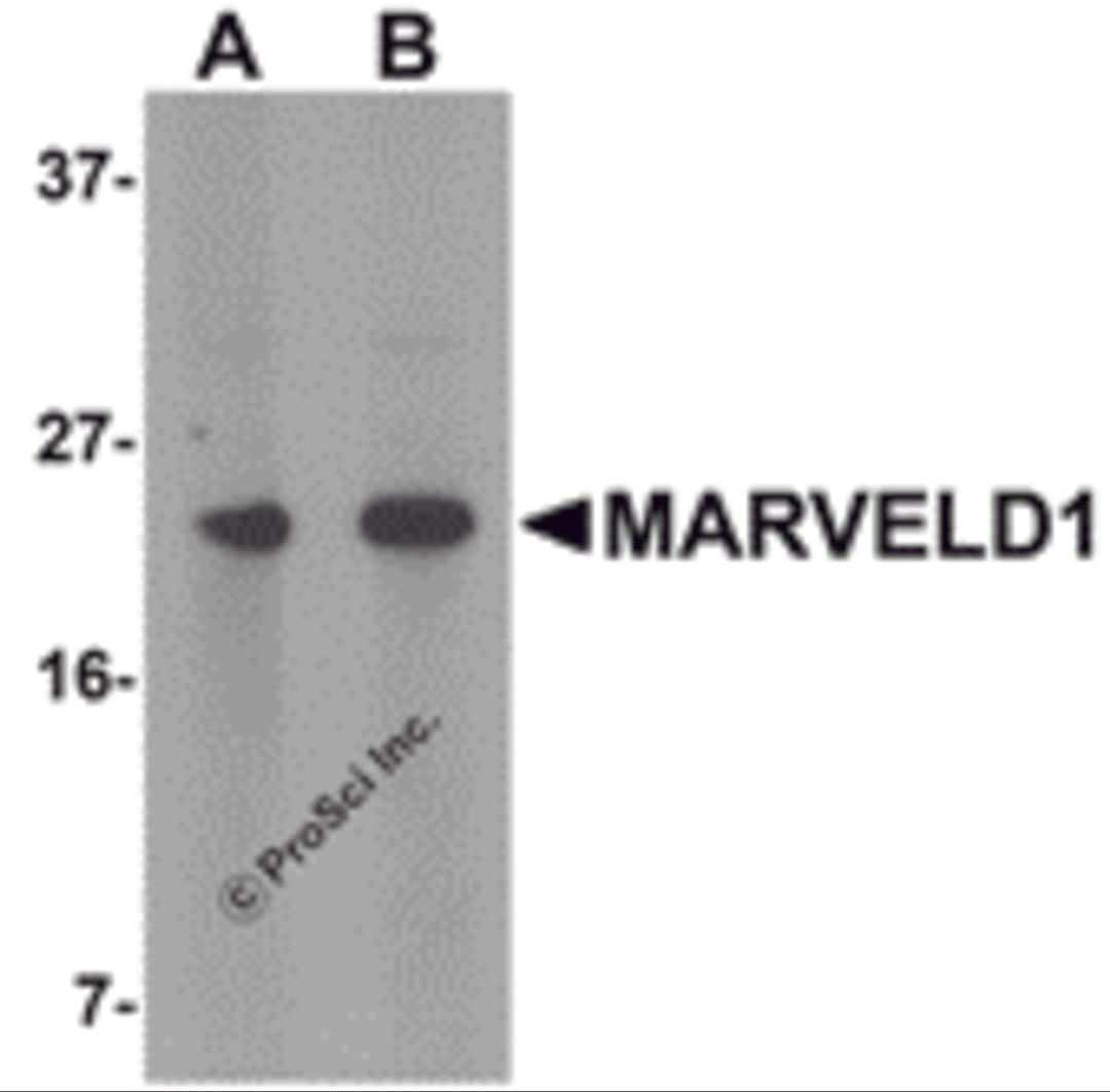 Western blot analysis of MARVELD1 in mouse heart tissue lysate with MARVELD1 antibody at (A) 1 and (B) 2 &#956;g/mL.