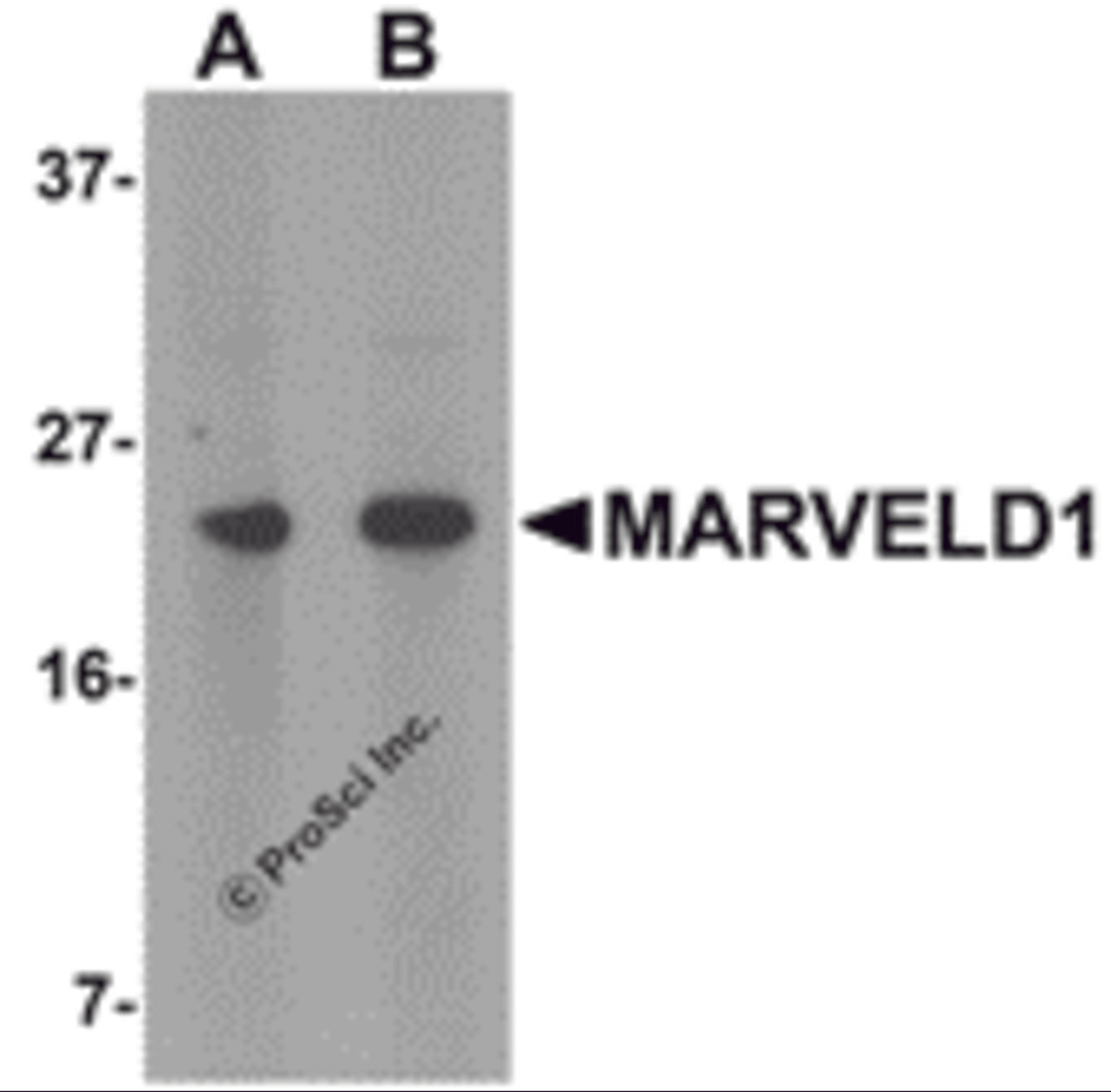 Western blot analysis of MARVELD1 in mouse heart tissue lysate with MARVELD1 antibody at (A) 1 and (B) 2 μg/mL.