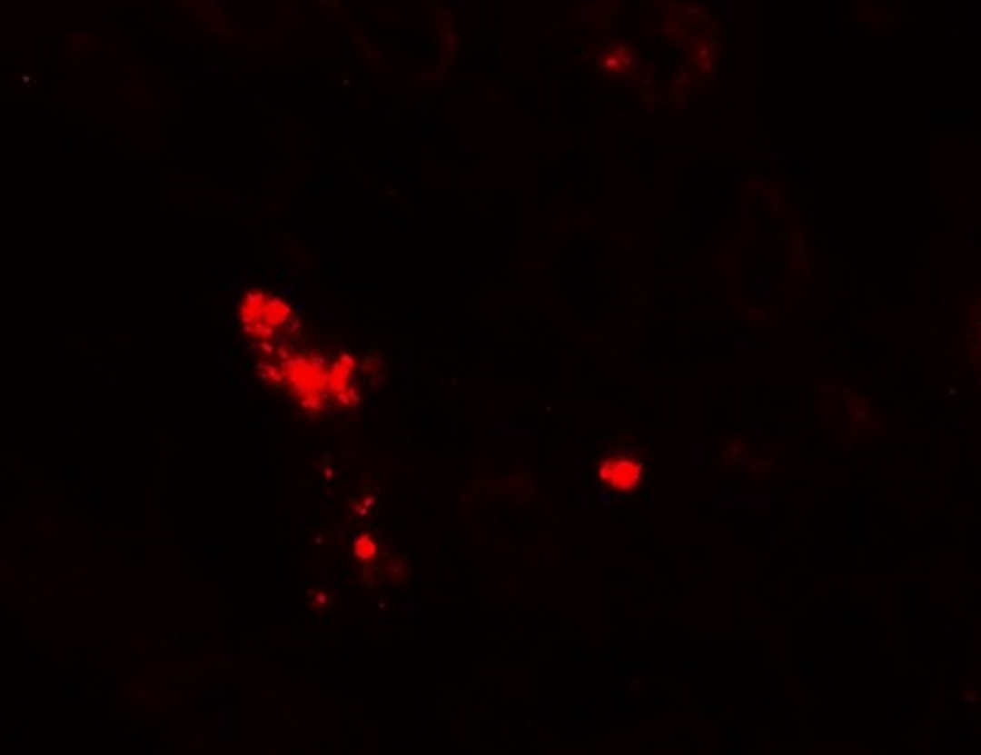 Immunofluorescence analysis of human kidney tissue using NOX3 antibody