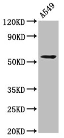 Western Blot. Positive WB detected in: A549 whole cell lysate. All lanes: THEMIS2 antibody at 4.2µg/ml. Secondary. Goat polyclonal to rabbit IgG at 1/50000 dilution. Predicted band size: 73, 30, 57, 14, 58, 51 kDa. Observed band size: 57 kDa