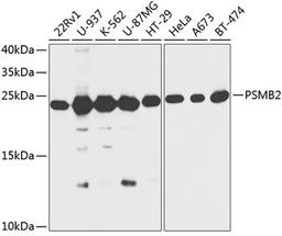 Western blot - PSMB2 antibody (A13630)