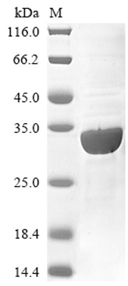(Tris-Glycine gel) Discontinuous SDS-PAGE (reduced) with 5% enrichment gel and 15% separation gel.
