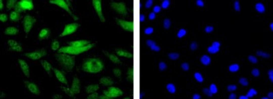 Immunocytochemistry/Immunofluorescence: Mre11 Antibody [NB100-142] - Detection of MRE11 (Green) in Hela cells using NB100-142 at a 1:200 dilution. Nuclei (Blue) are counterstained using Hoechst 33258.