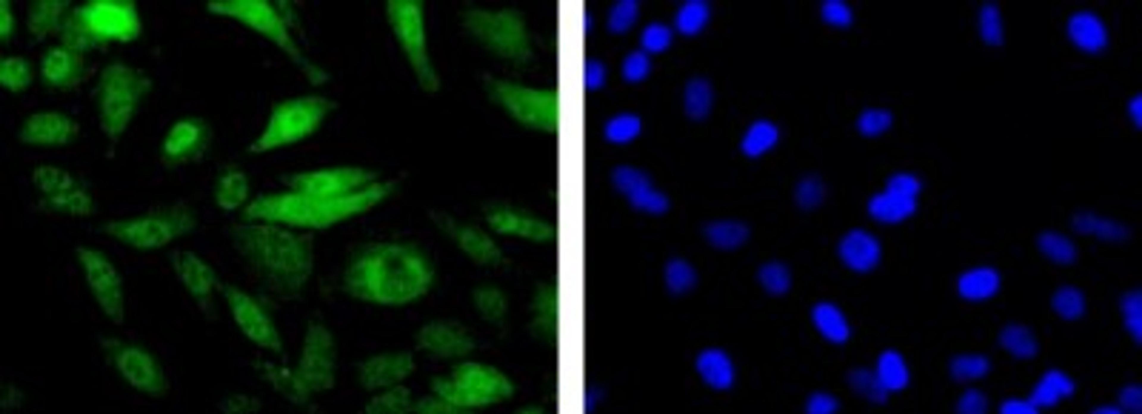 Immunocytochemistry/Immunofluorescence: Mre11 Antibody [NB100-142] - Detection of MRE11 (Green) in Hela cells using NB100-142 at a 1:200 dilution. Nuclei (Blue) are counterstained using Hoechst 33258.