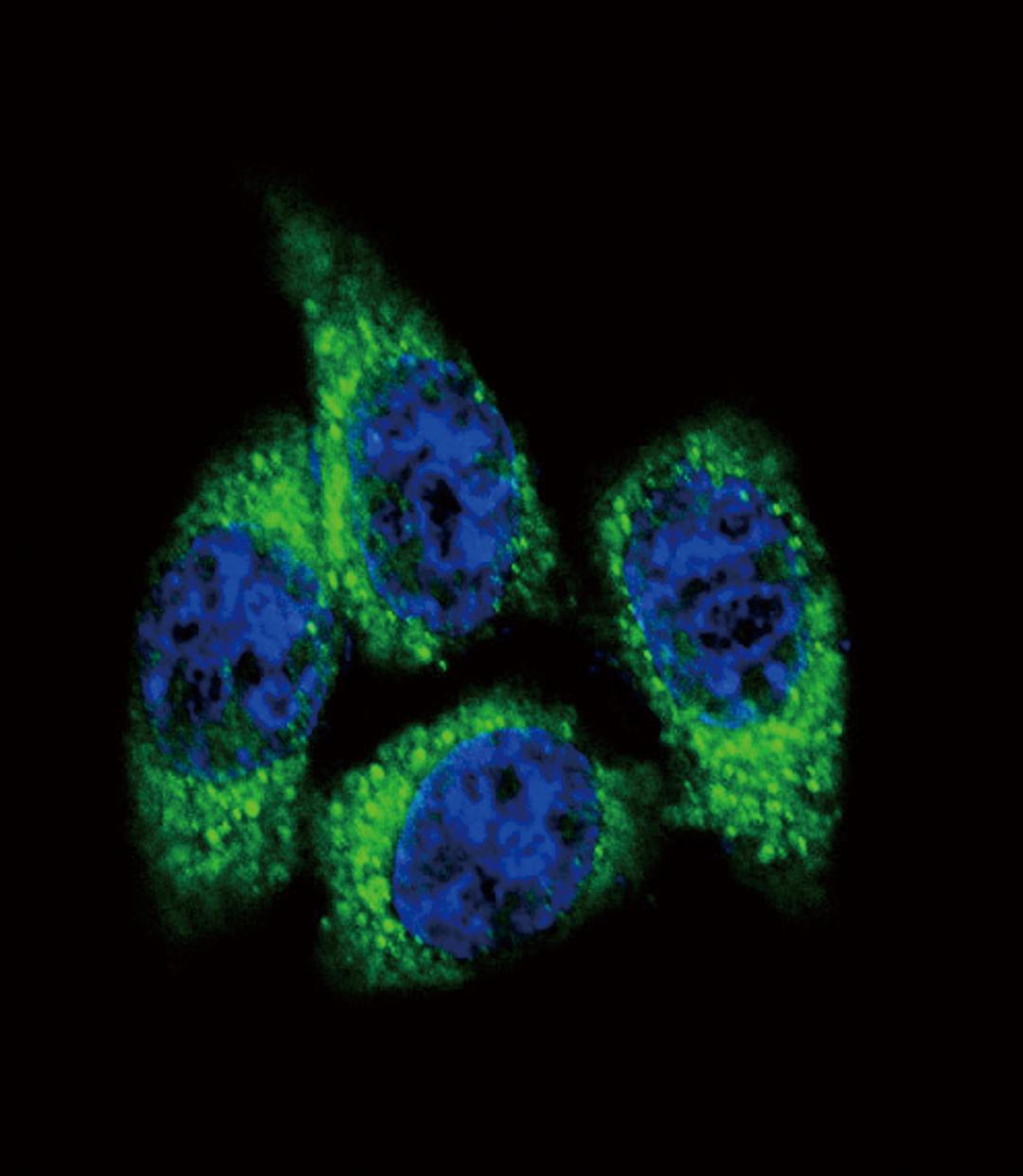 Confocal immunofluorescent analysis of CYP17A1 Antibody with Hela cell followed by Alexa Fluor488-conjugated goat anti-rabbit lgG (green). DAPI was used to stain the cell nuclear (blue).