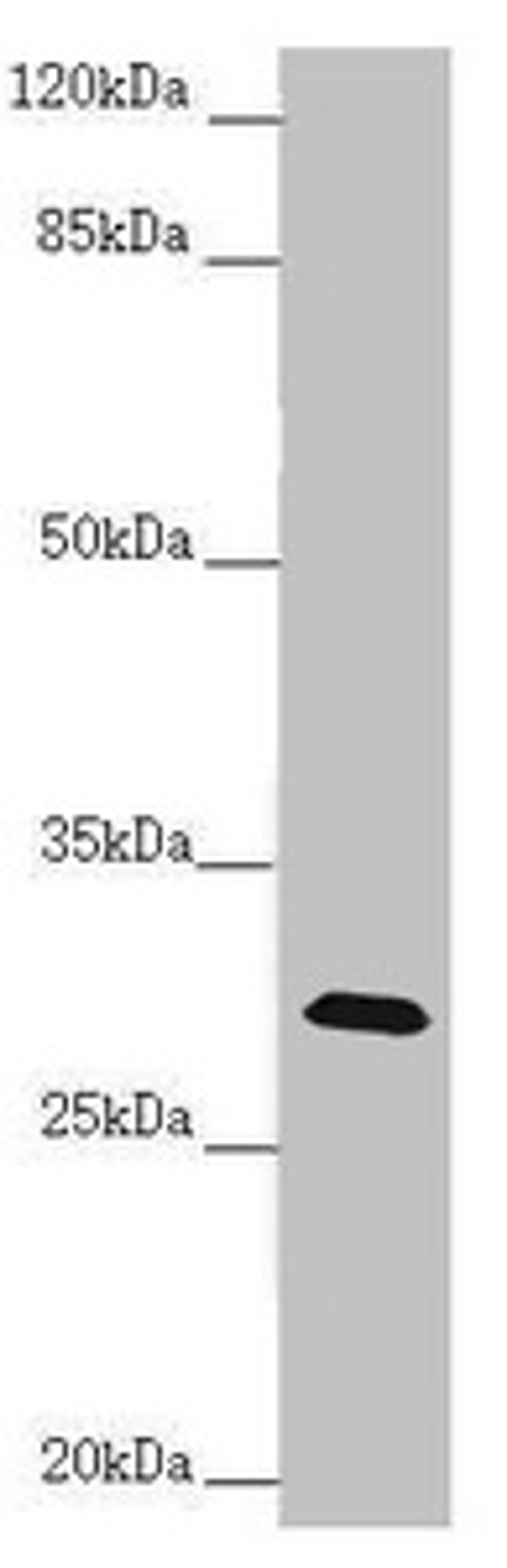 Western blot. All lanes: CENPH antibody at 1.61 ug/ml + Mouse lung tissue. Secondary. Goat polyclonal to rabbit IgG at 1/10000 dilution. Predicted band size: 28 kDa. Observed band size: 28 kDa. 