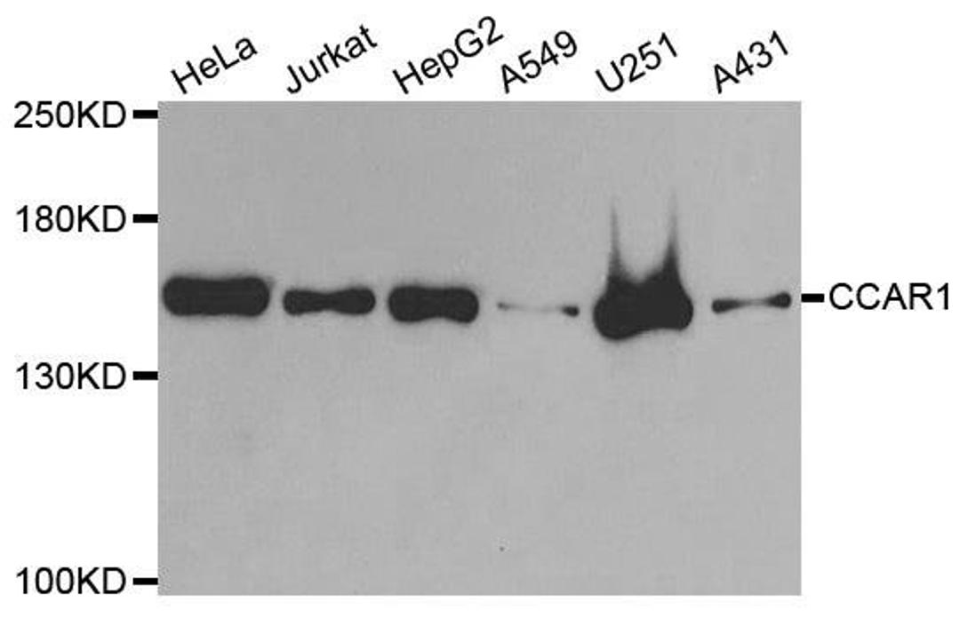 Western blot analysis of extracts of various cell lines using CCAR1 antibody