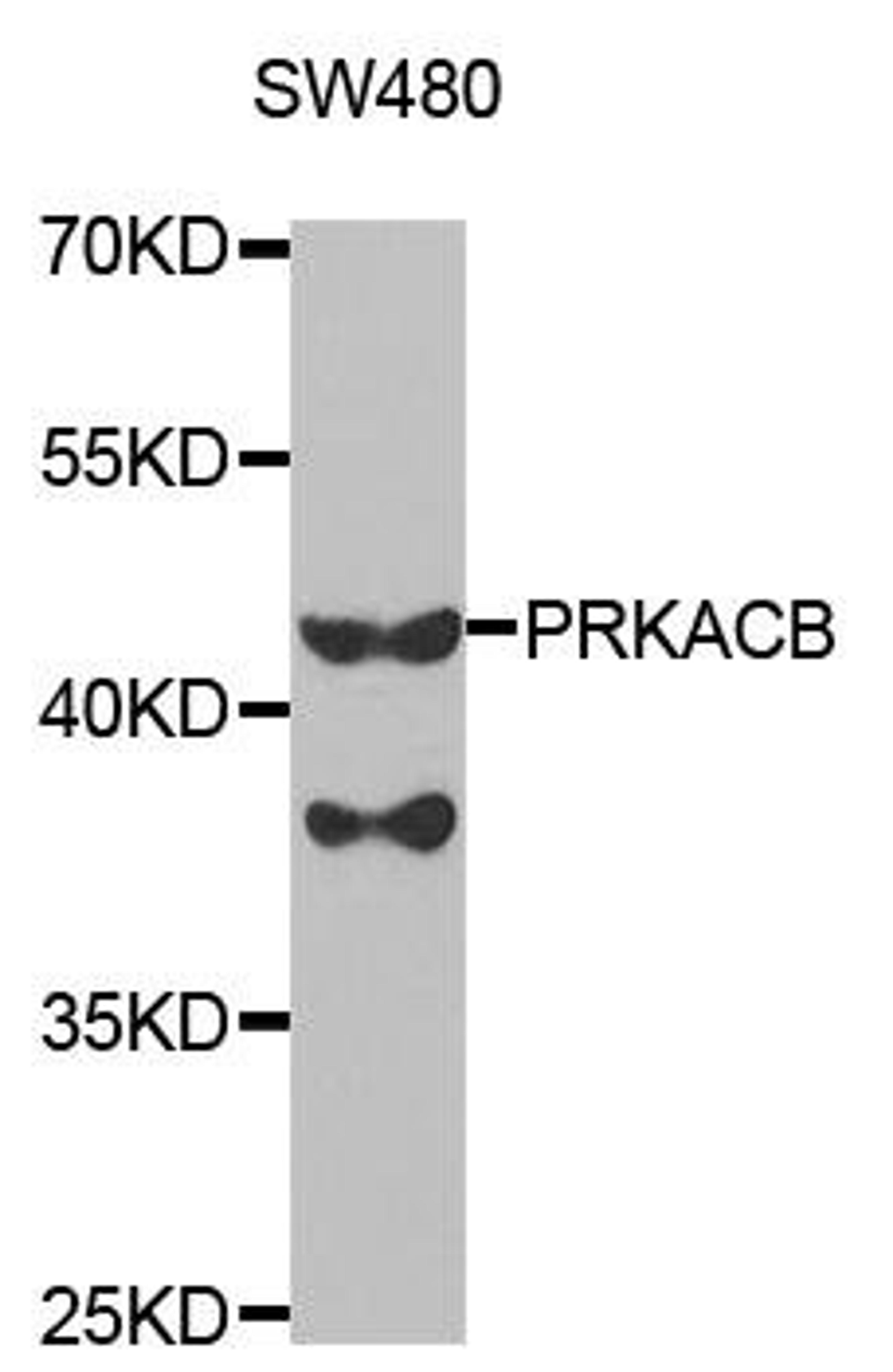 Western blot analysis of extracts of SW480 cell line using PRKACB antibody