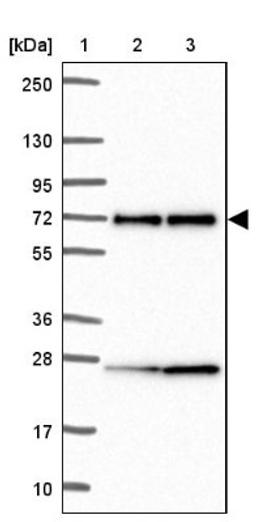 Western Blot: CLK2 Antibody [NBP2-47506] - Lane 1: Marker [kDa] 250, 130, 95, 72, 55, 36, 28, 17, 10.  Lane 2: Human cell line RT-4.  Lane 3: Human cell line U-251MG.