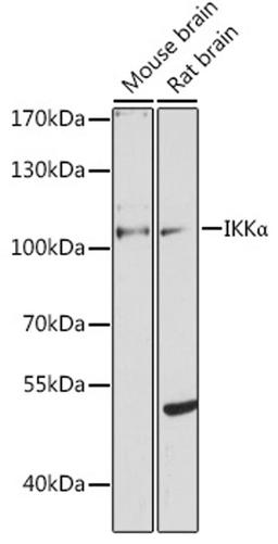 Western blot - IKKa Antibody (A0422)