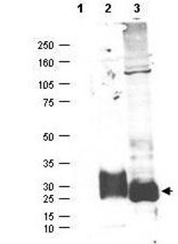 Western blot analysis of HEK293 lysate using MAGP-2 antibody