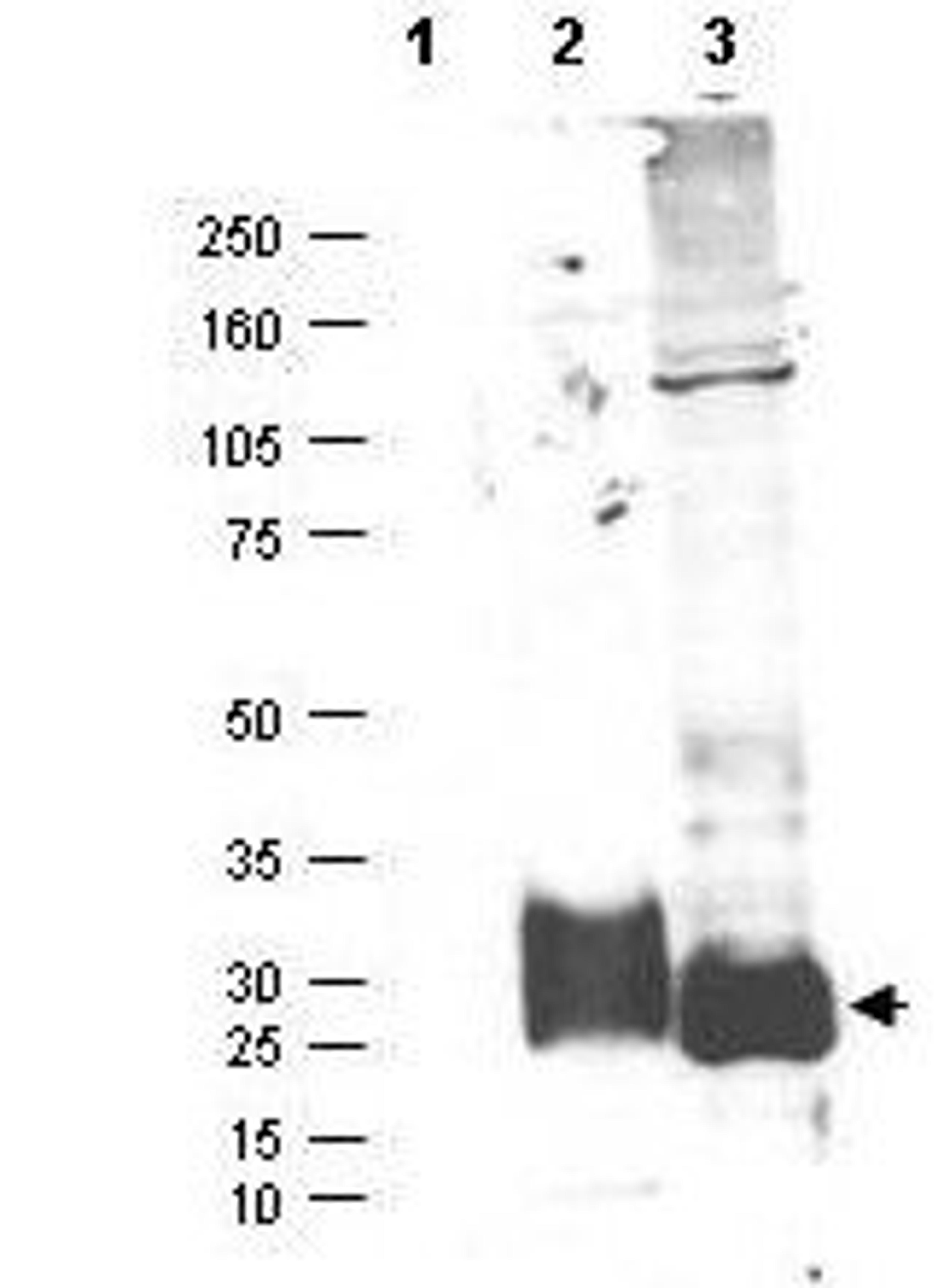 Western blot analysis of HEK293 lysate using MAGP-2 antibody