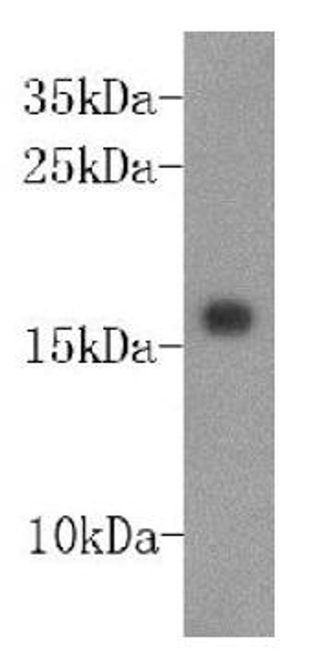 Western blot analysis of recombinant protein using DNAbinding inhibitory factor2 antibody