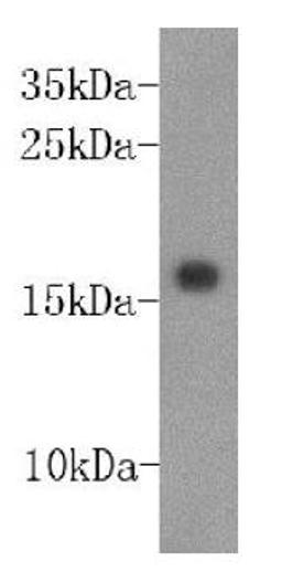 Western blot analysis of recombinant protein using DNAbinding inhibitory factor2 antibody