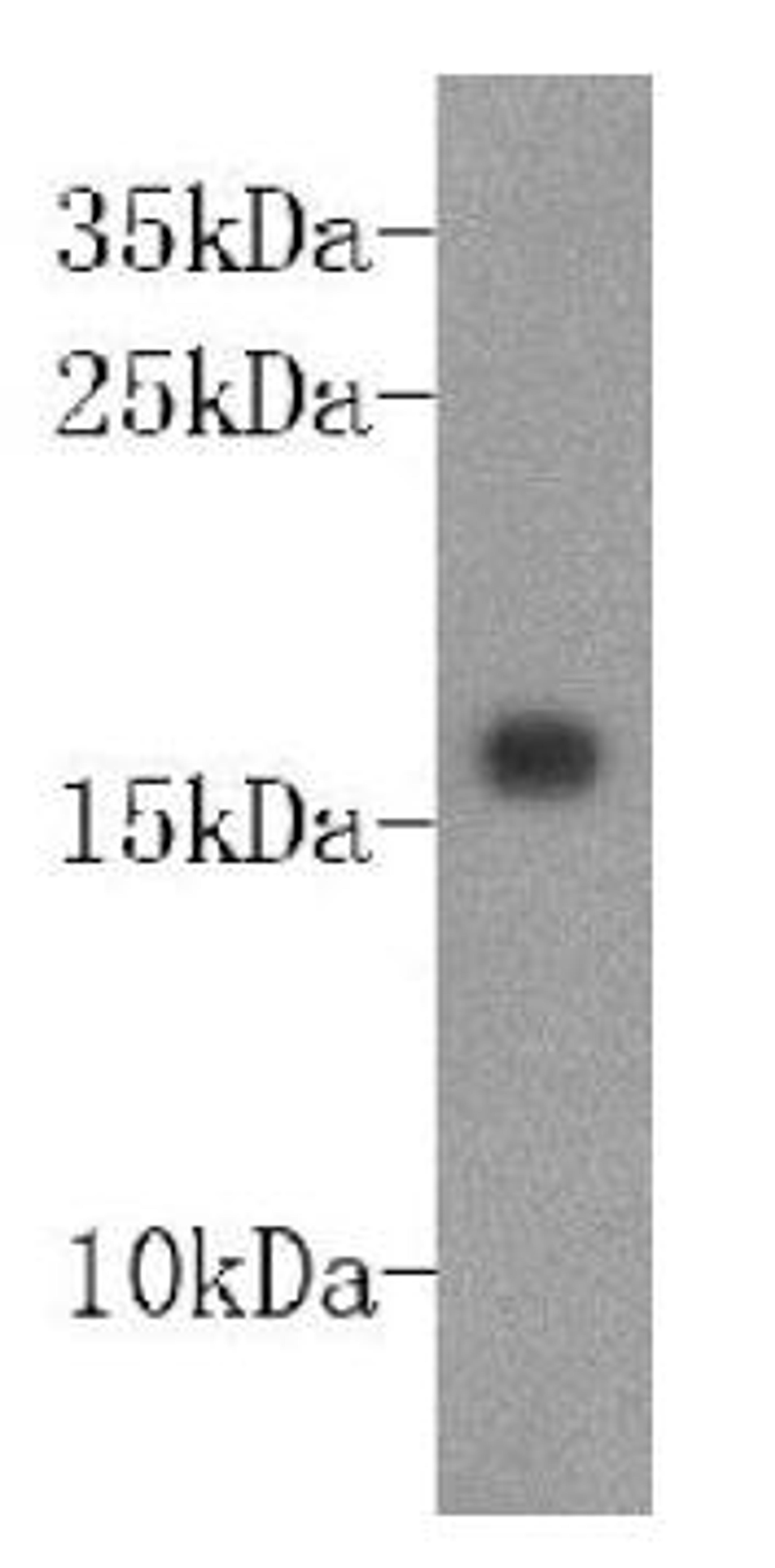 Western blot analysis of recombinant protein using DNAbinding inhibitory factor2 antibody