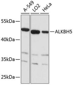 Western blot - ALKBH5 antibody (A11684)