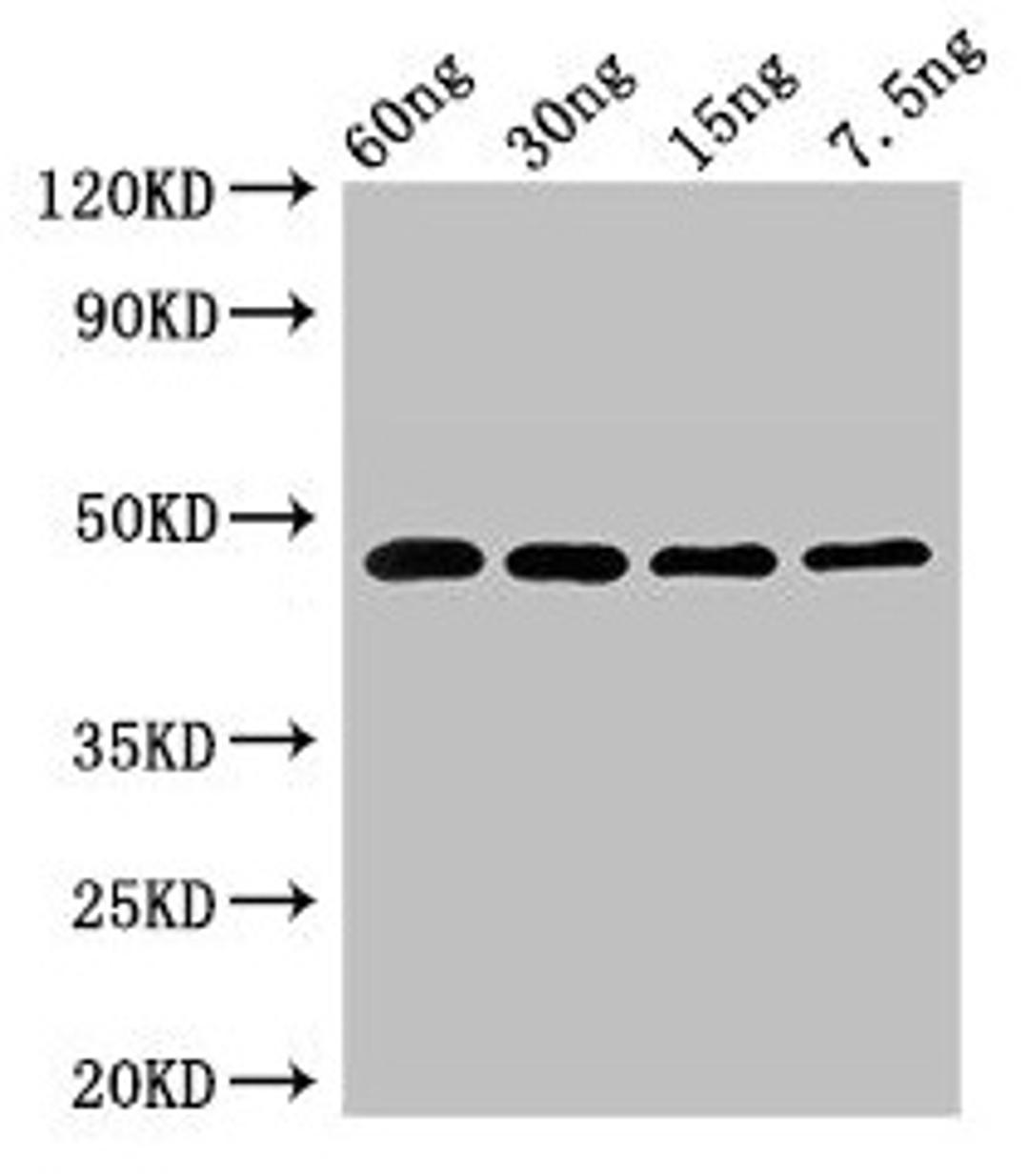 Western Blot. Positive WB detected in Recombinant protein. All lanes: PPX1 antibody at 2.7µg/ml. Secondary. Goat polyclonal to rabbit IgG at 1/50000 dilution. Predicted band size: 48 kDa. Observed band size: 48 kDa