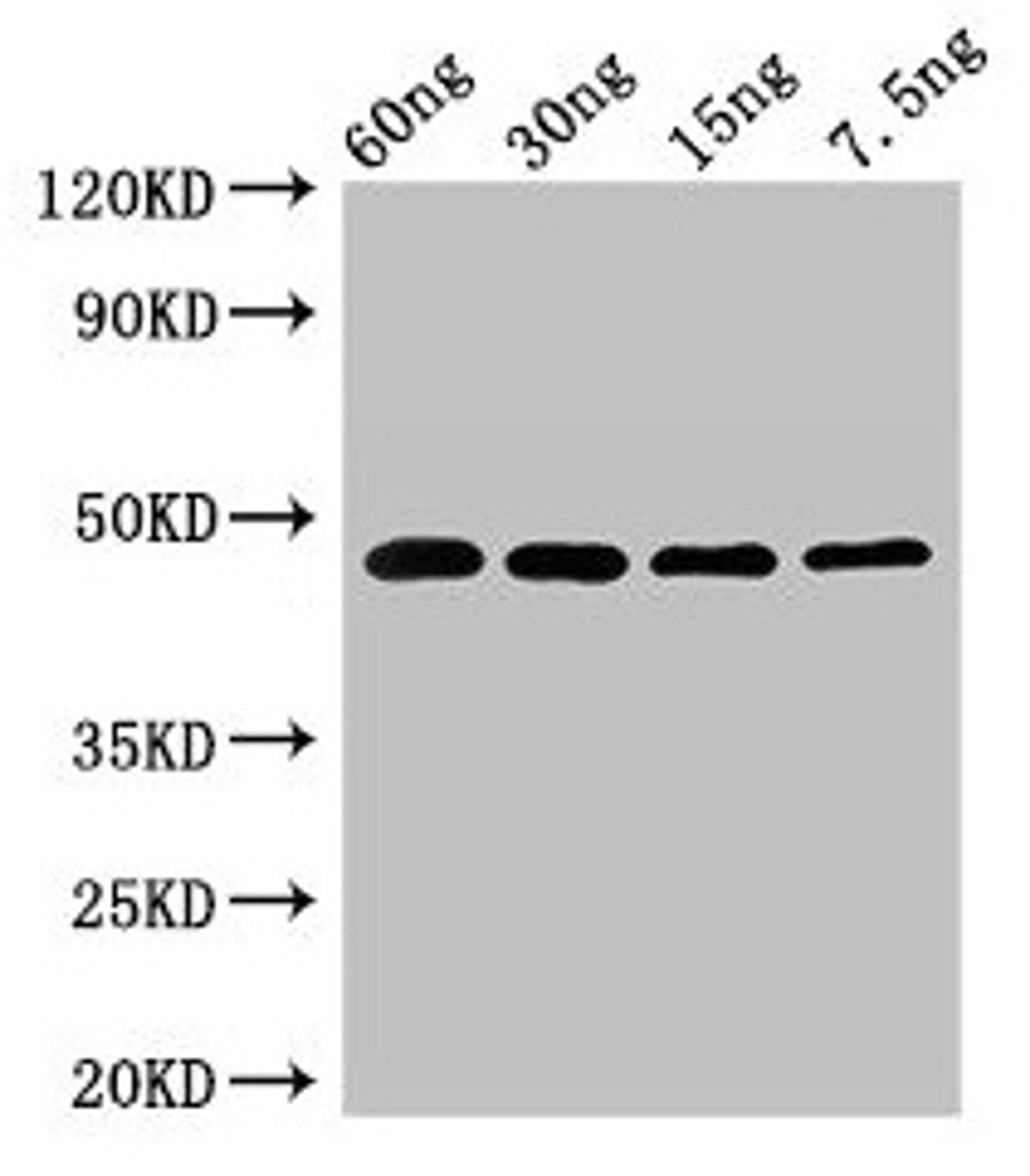 Western Blot. Positive WB detected in Recombinant protein. All lanes: PPX1 antibody at 2.7µg/ml. Secondary. Goat polyclonal to rabbit IgG at 1/50000 dilution. Predicted band size: 48 kDa. Observed band size: 48 kDa