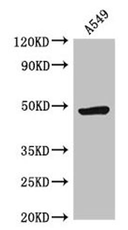 Western Blot. Positive WB detected in: A549 whole cell lysate. All lanes: HRH3 antibody at 2.5µg/ml. Secondary. Goat polyclonal to rabbit IgG at 1/50000 dilution. Predicted band size: 49, 50, 41, 48, 37, 46 kDa. Observed band size: 49 kDa