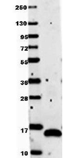 Western blot analysis of recombinant protein using VEGF-121 antibody