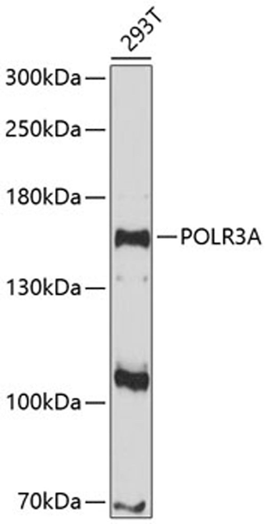 Western blot - POLR3A antibody (A10737)