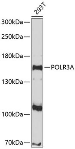 Western blot - POLR3A antibody (A10737)