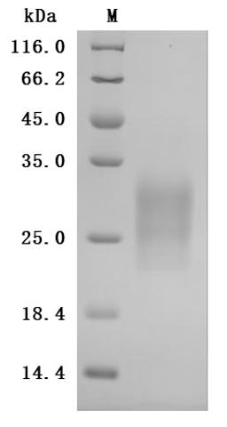 (Tris-Glycine gel) Discontinuous SDS-PAGE (reduced) with 5% enrichment gel and 15% separation gel.
