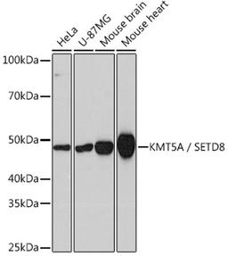 Western blot - KMT5A / SETD8 Rabbit mAb (A4136)